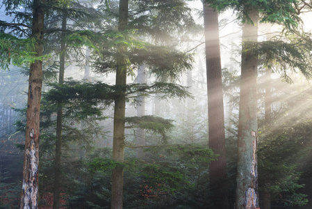 雾松树林