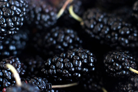 大量的黑莓 黑浆果 维生素食物
