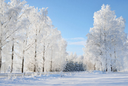 冬季仙境 snowcovered 林道