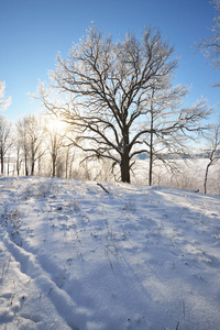 snowcovered 田野上的橡树