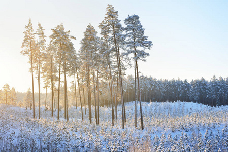 树木在时霜和雪的日出