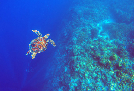绿海龟在深蓝色的海水中。 海龟顶景水下照片。 珊瑚礁中的海洋动物。 珊瑚礁生态系统。 热带岛屿度假活动。 在热带海滨潜水