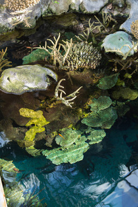 水生植物和小沼泽内的气泡提示海葵