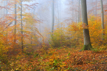 神秘的晨雾中秋天的树林图片
