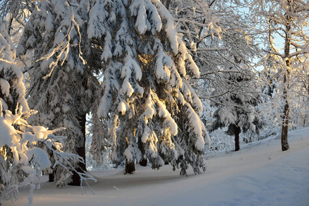 冬天日落时, 冷杉树上有雪和雪