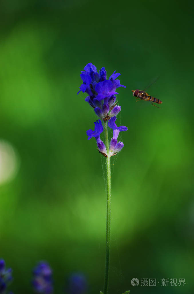 熏衣草的微妙紫色花