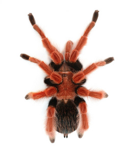 Birdeater 蜘蛛蛛 Brachypelma boehmei