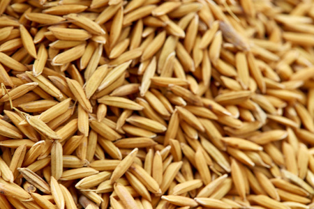 也知道坐在白色背景前的设得兰群岛牧羊犬木块在老式的书上写的字山魈