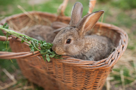 小兔子吃绿色户外