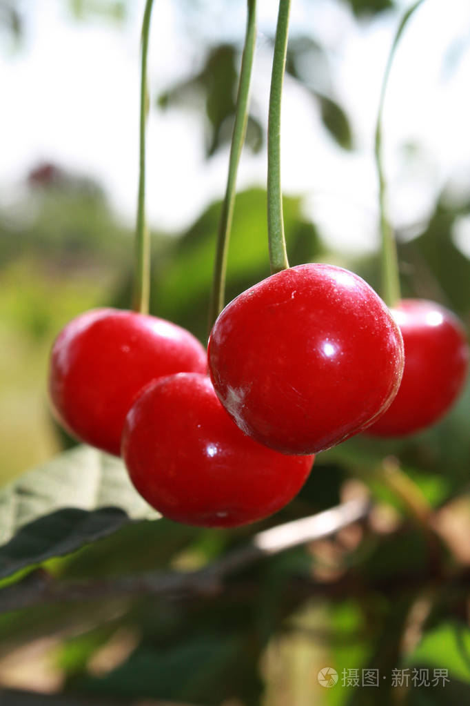 红樱桃树上