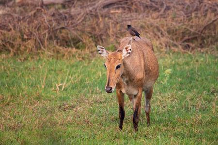 女 Nilgai 与 Brahminy 在其中本土坐在她的八哥