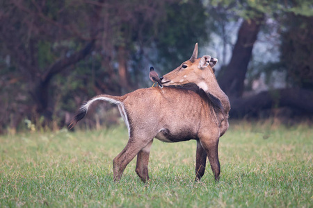 男 Nilgai Boselaphus tragocamelus Brahmini 八哥坐着