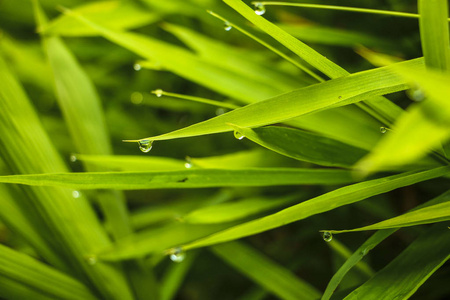 露水的草地上