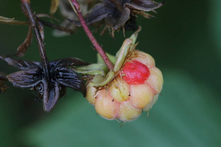 悬钩子属植物关闭