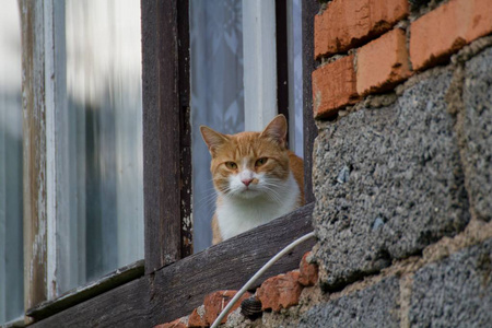 在窗口中的猫