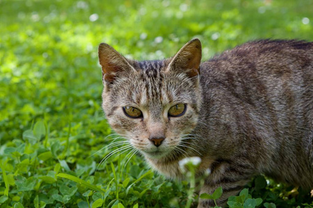 花园里的猫