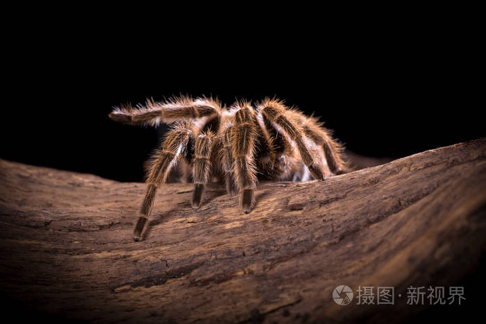 智利玫瑰狼蛛蜘蛛