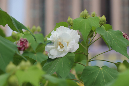 秋季公园内的芙蓉关闭