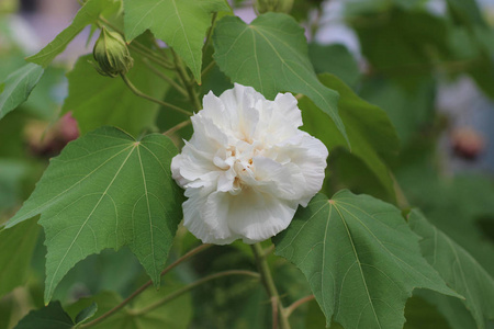 秋季公园内的芙蓉关闭