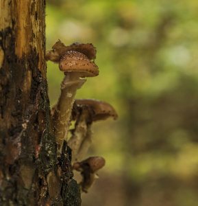 蜜环菌在早上森林的树上