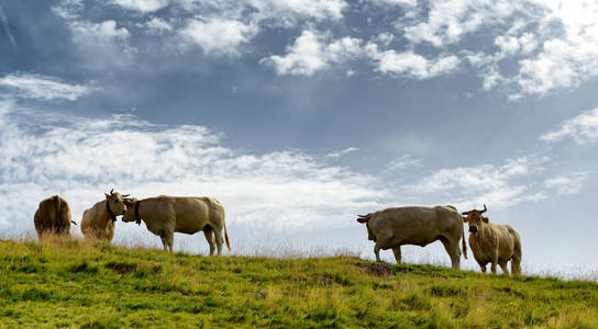 美丽的奶牛放牧的高山牧场