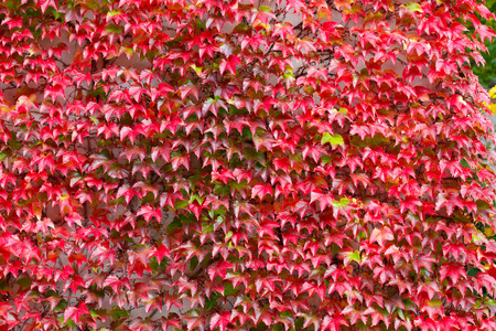 秋天背景与红叶为背景