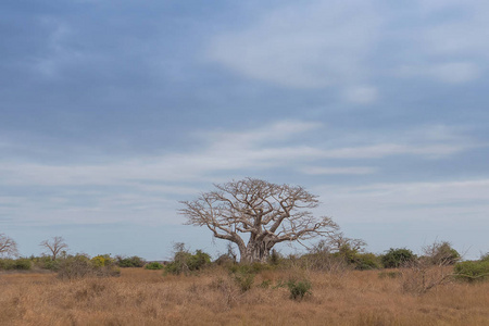 典型的非洲树，称为 Imbondeiro。非洲平原。安哥拉
