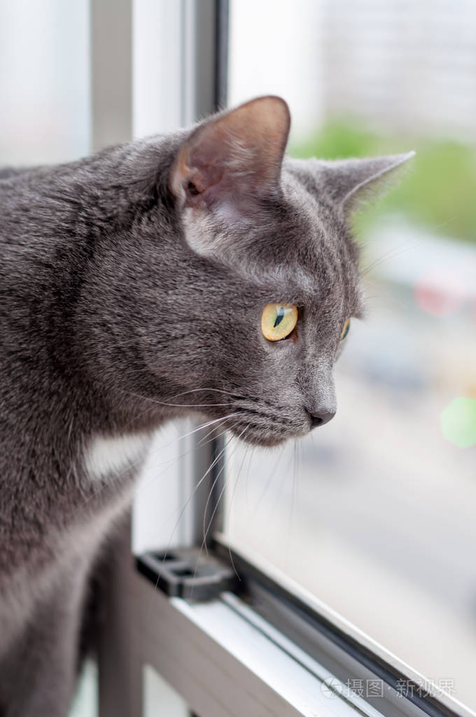 俄罗斯蓝猫品种灰色美丽的猫望着窗外