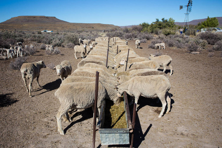 吃在南非农场的羊