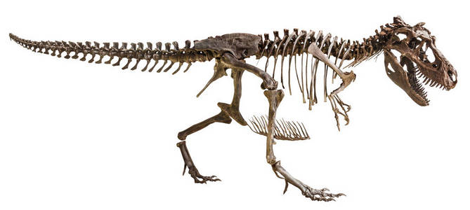 恐龙胸骨图片