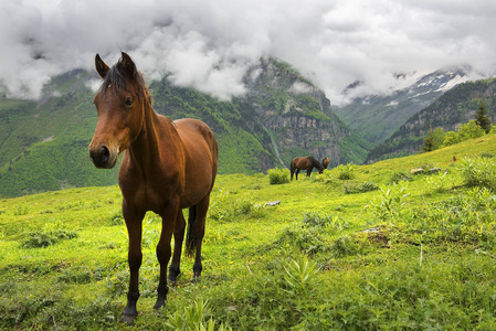 景观与美丽的马在高加索山脉上, 斯瓦涅季，格鲁吉亚