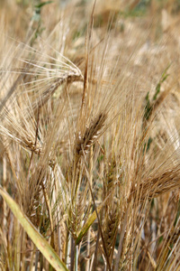 田野里的金色小麦图片