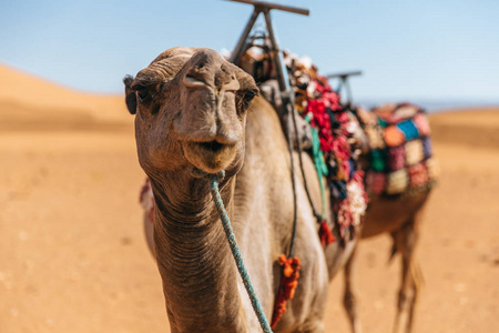 一头骆驼在沙漠里