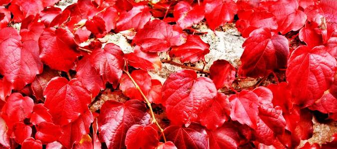 红色秋天的叶子