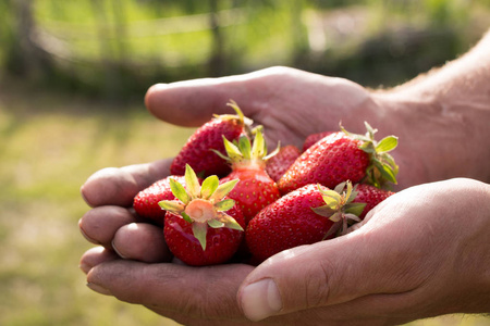 另一方面，许多草莓专注于草莓