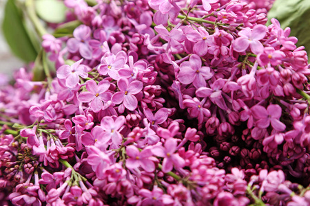 紫色的丁香鲜花背景