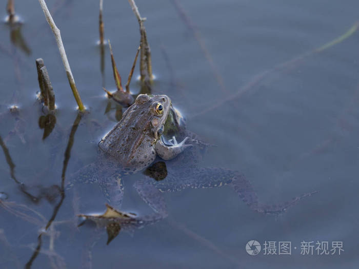 水里的蛙声