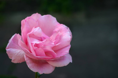 充满活力的粉红色玫瑰在花园里绽放