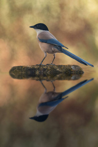 湖上石头上有黑头蓝尾的鸟照片