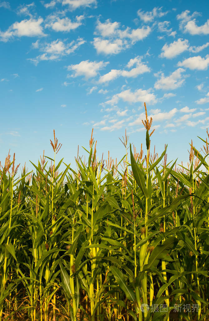 植物玉米生长在农业在阳光灿烂的日子