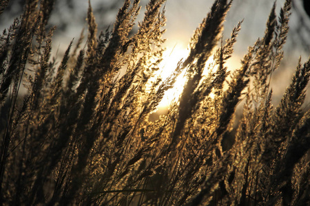 日落时的干草草的野生草地, 柔和的阳光