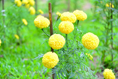 泰国的黄色万寿菊