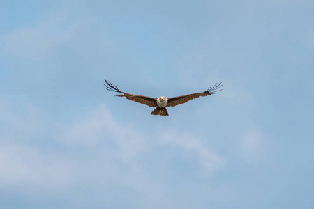 在蓝色的天空中飞翔的老鹰鹰图片