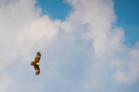 在蓝色的天空中飞翔的老鹰鹰图片
