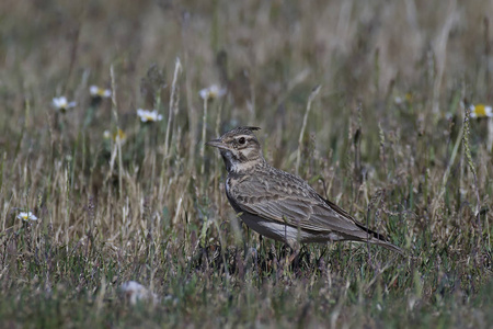 羽冠云雀Galerida Cristata