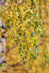 黄色和绿色的桦树叶