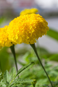 在花园里的美丽的万寿菊鲜花