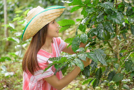 年轻的亚裔女子，在咖啡种植园工作