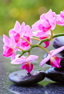 黑色温泉石和粉色兰花