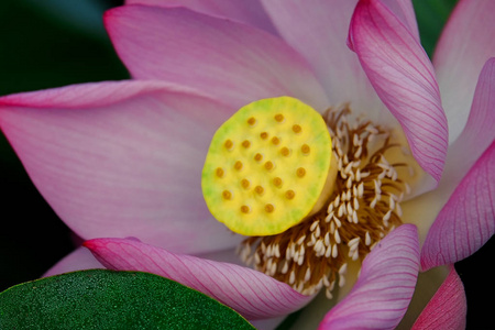 美丽的莲花在花园里